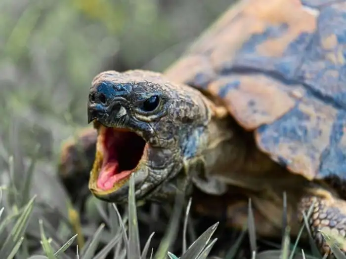 las tortugas tienen dientes