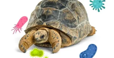 enfermedades de las tortugas