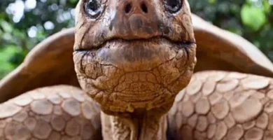 tortuga de darwin