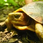 tortuga de monte payaso