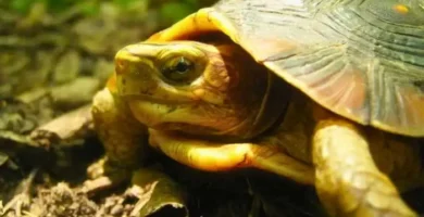 tortuga de monte payaso