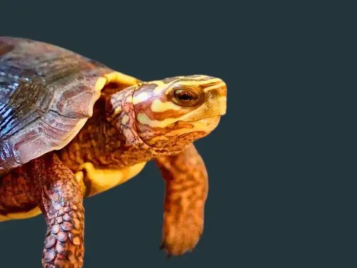 tortuga de monte pintada