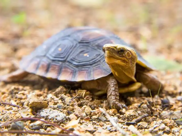 tortuga de tierra mexicana