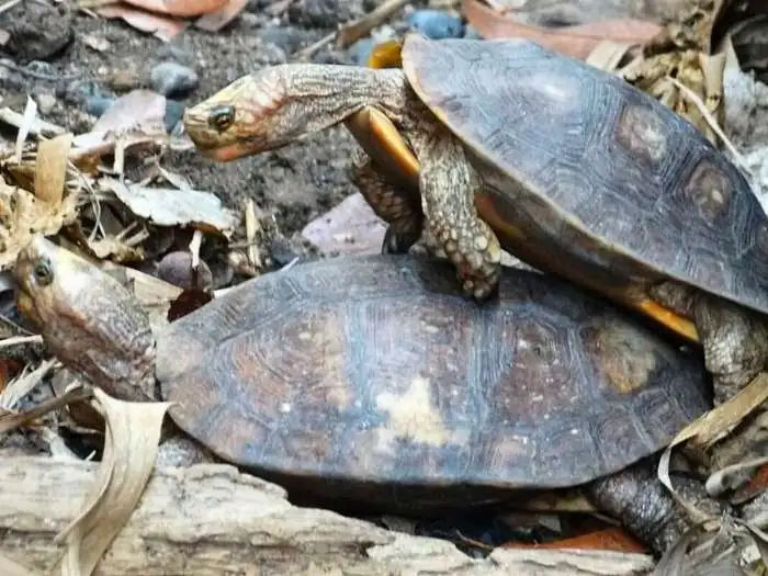 tortugas de monte payaso apareandose
