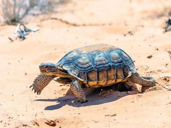 foto de tortuga del desierto