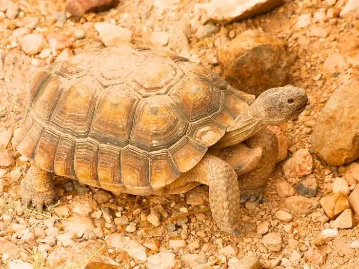 gopherus agassizii