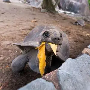 tortuga de aldabra