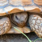 tortuga del desierto