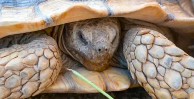 tortuga del desierto