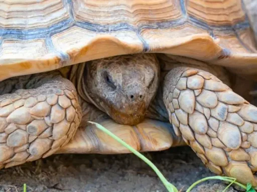 tortuga del desierto