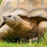 tortuga gigante de aldabra
