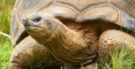 tortuga gigante de aldabra