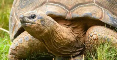 tortuga gigante de aldabra