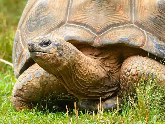 tortuga gigante de aldabra