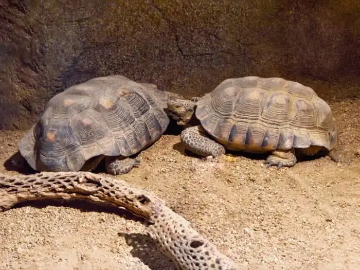 tortugas del desierto