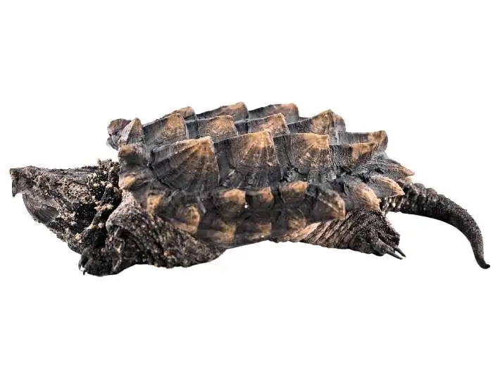 macrochelys temminckii