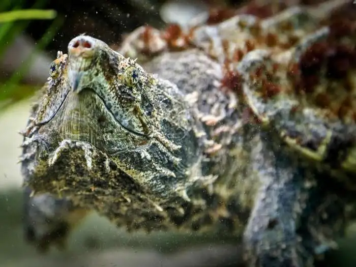 tortuga caiman adulta