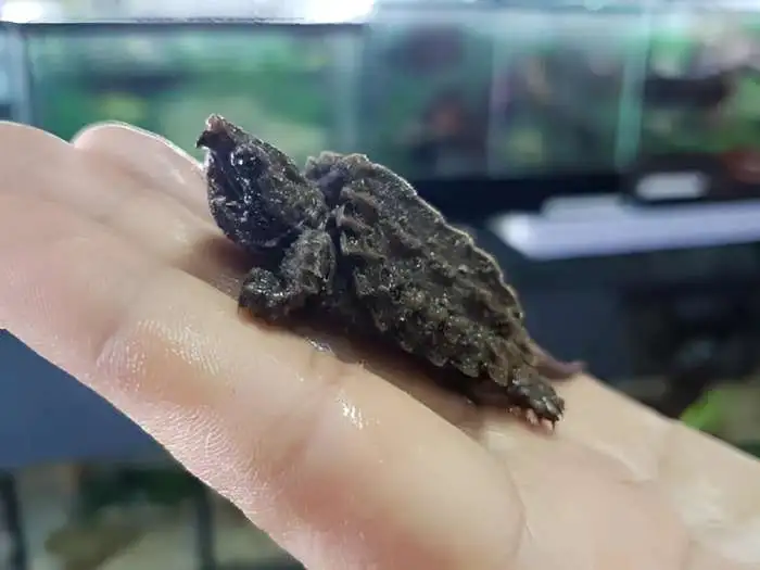 tortuga caiman bebe