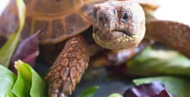 tortuga rusa