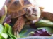 tortuga rusa