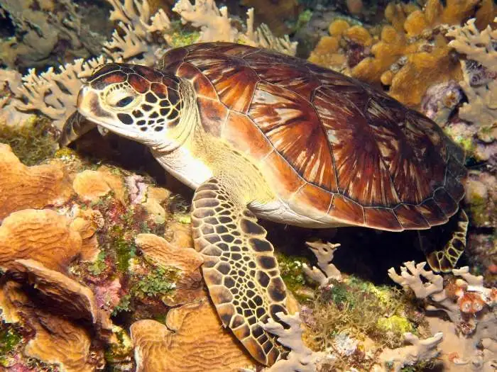 chelonia mydas
