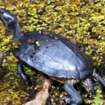 sternotherus odoratus