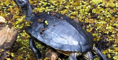 sternotherus odoratus