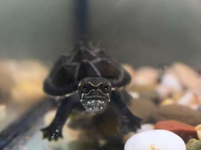 sternotherus odoratus adulta