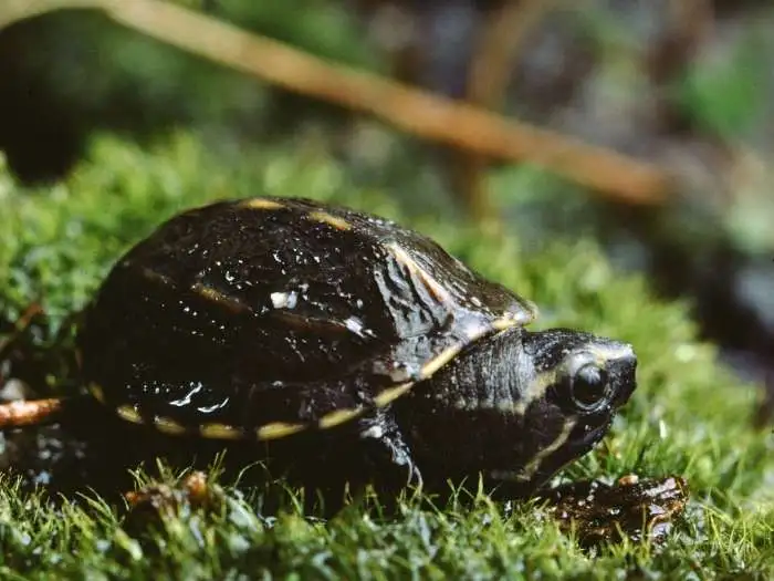 sternotherus odoratus bebe
