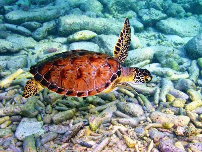 tortuga verde adulta