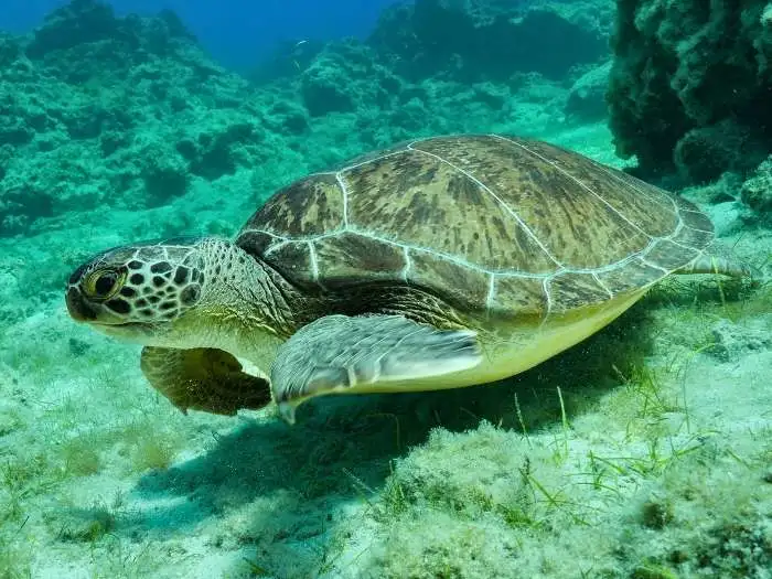 tortuga verde