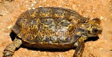 tortuga manchada