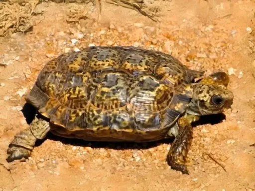 tortuga manchada
