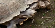 tortugas de tierra