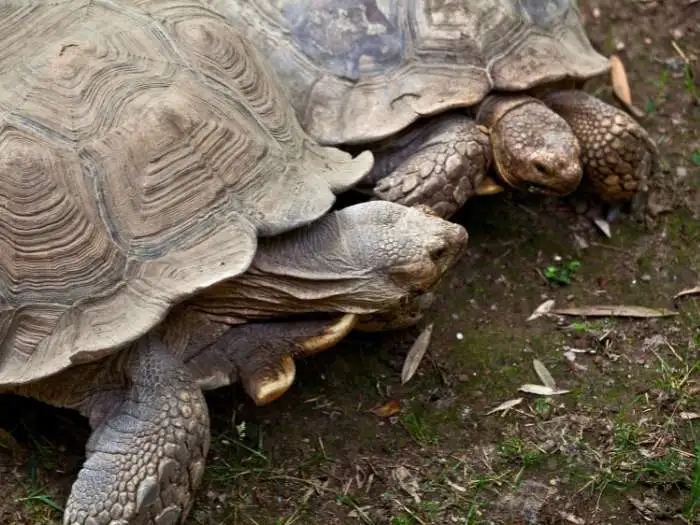 tortugas de tierra
