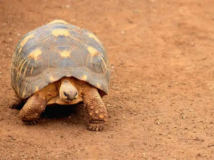 astrochelys yniphora