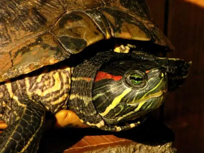 black-bellied slider