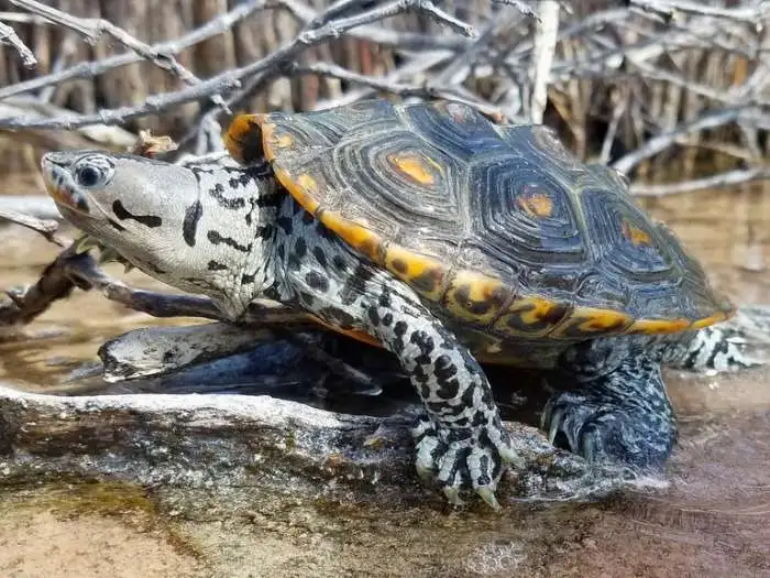 diamondback terrapin