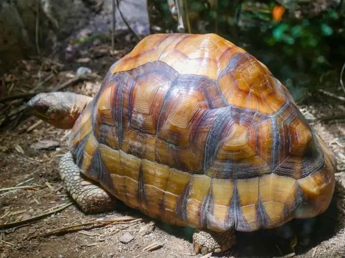 foto de tortuga angonoka