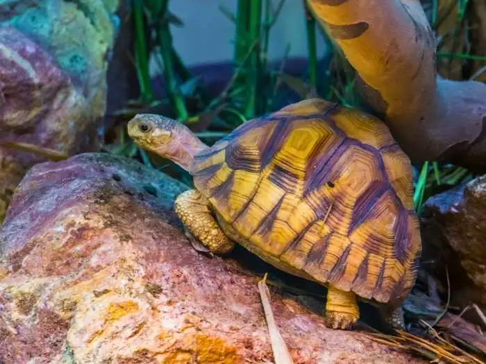 imagen de tortuga angonoka