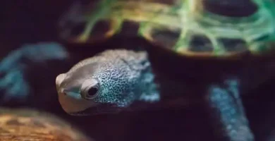 malaclemys terrapin