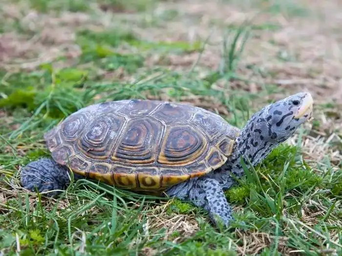 malaclemys terrapin foto