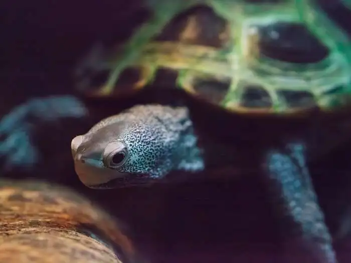 malaclemys terrapin