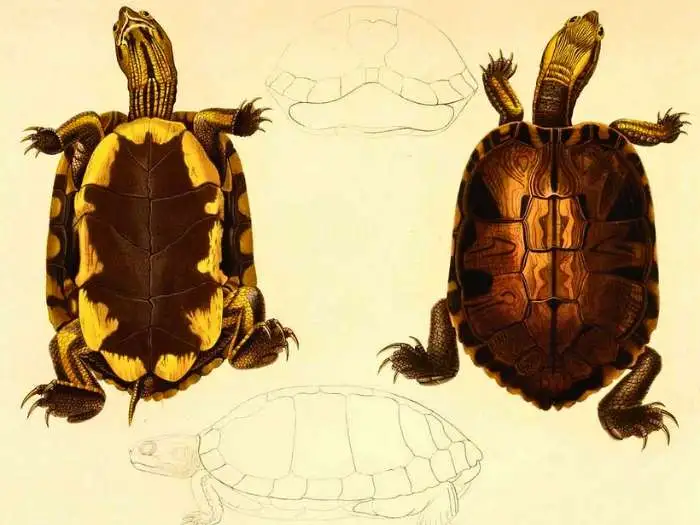 morrocoyo caracteristicas