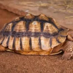 tortuga angonoka