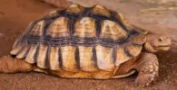 tortuga angonoka