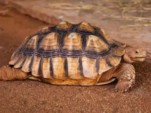 tortuga angonoka