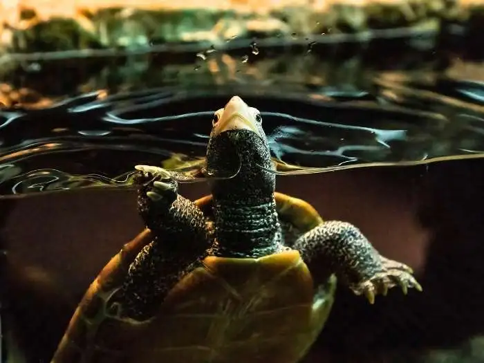 tortuga espalda de diamante