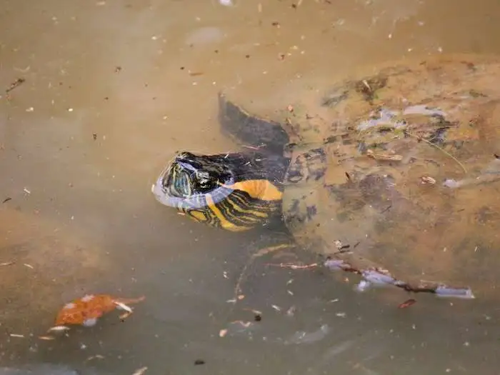 tortuga tigre de rio