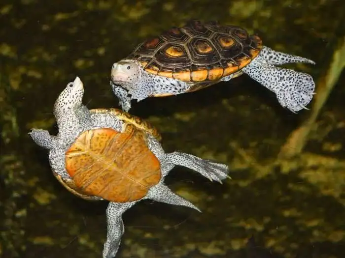 tortugas malaclemys terrapin